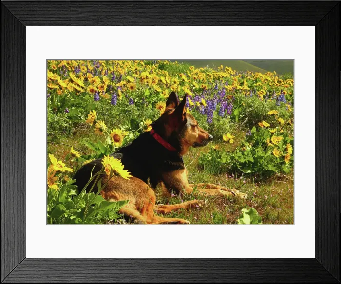 Framed Print : German Sheppard Enjoys Sunrshine time in the Wildflowers of the Columbia Hills State Park in Washington