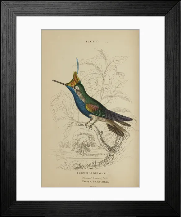 Framed Print : 1835 Antique Art Biology Bird Birds Classification