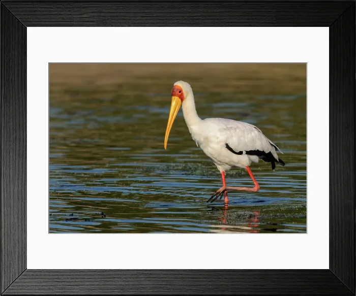 Framed Print : Yellow-billed (yellowbilled) Stork (Mycteria ibis)