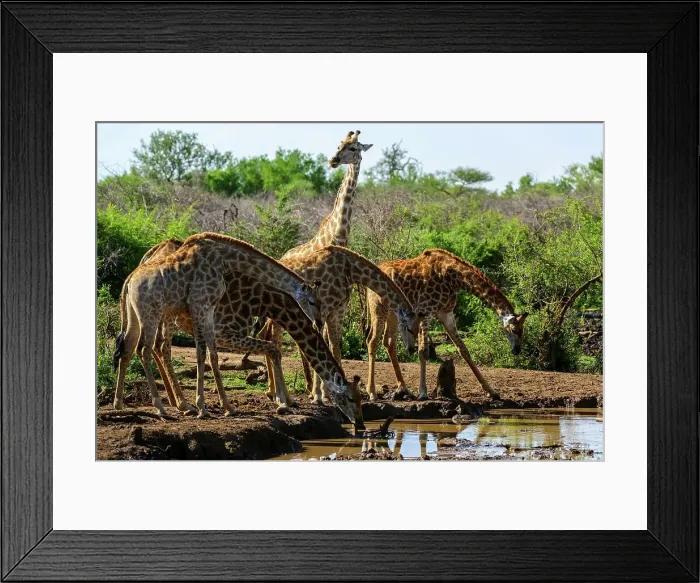 Framed Print : Giraffe (Giraffa camelopardalis) herd drinking Framed Print : Giraffe (Giraffa camelopardalis) herd drinking