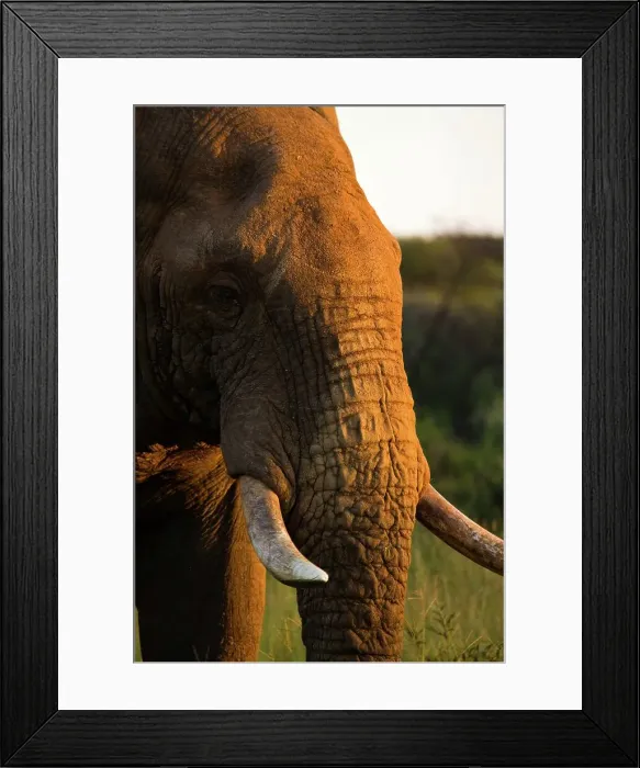Framed Print : African Elephant (Loxodonta africana) Framed Print : African Elephant (Loxodonta africana)
