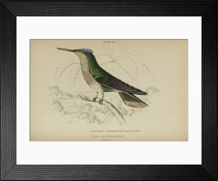 Framed Print : 1835 Antique Art Biology Bird Birds Classification