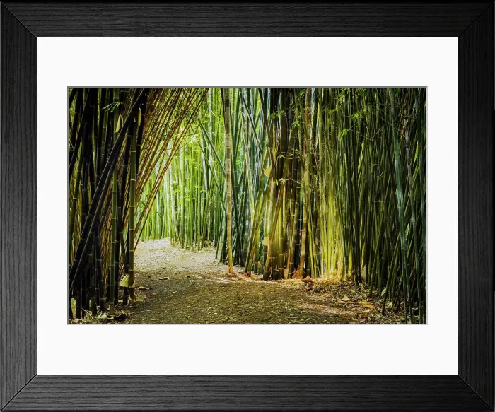 Framed Print : Bamboo. Path leading through giant bamboo tunnel Framed Print : Bamboo. Path leading through giant bamboo tunnel