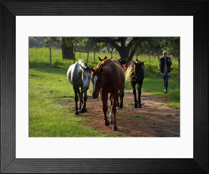 Framed Print : South African Horse Back Safaris at Dawson's Lodge near Barbeton Framed Print : South African Horse Back Safaris at Dawson's Lodge near Barbeton