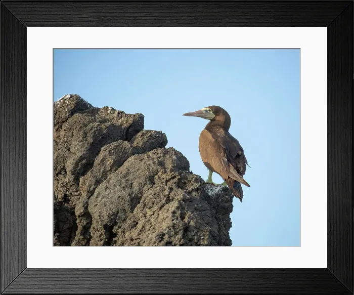 Framed Print : Sula leucogaster