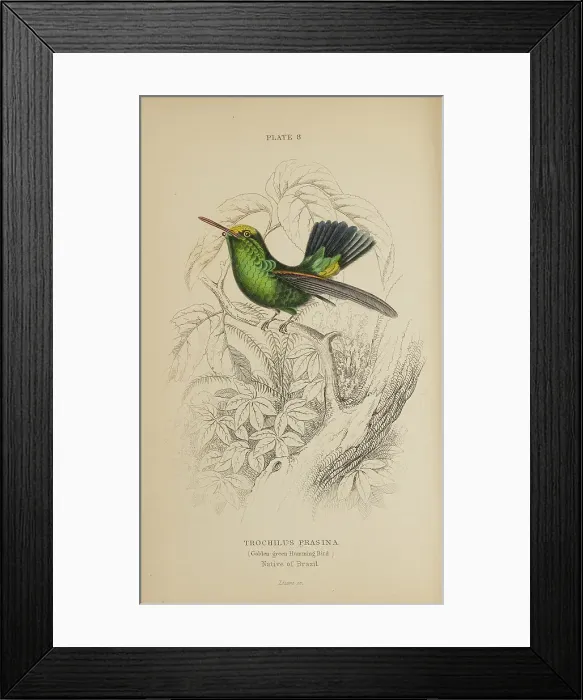 Framed Print : 1835 Antique Art Biology Bird Birds Classification Framed Print : 1835 Antique Art Biology Bird Birds Classification