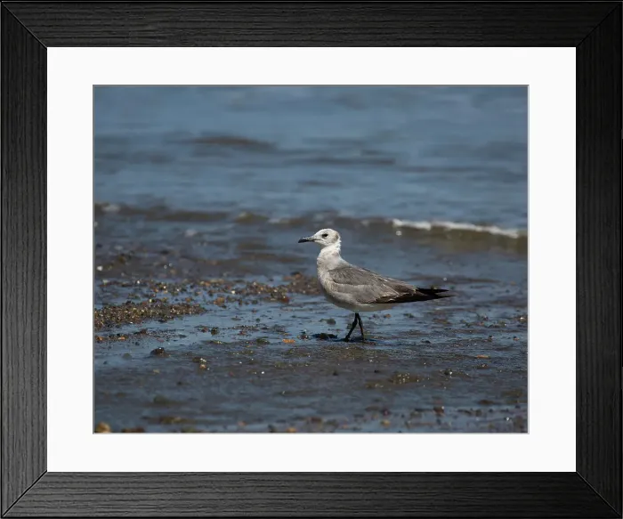 Framed Print : Laughing Gull Framed Print : Laughing Gull