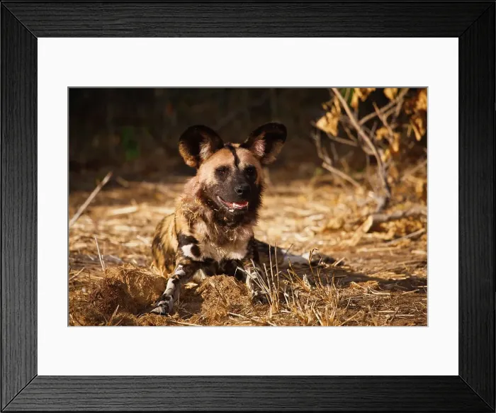 Framed Print : Wild Dog (Lycaon pictus). Northern Tuli Game Reserve Framed Print : Wild Dog (Lycaon pictus). Northern Tuli Game Reserve