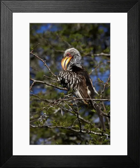 Framed Print : Yellowbilled Hornbill Tockus leucomelas} preening