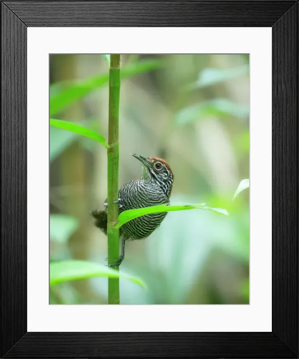 Framed Print : Cantorchilus semibadius Framed Print : Cantorchilus semibadius