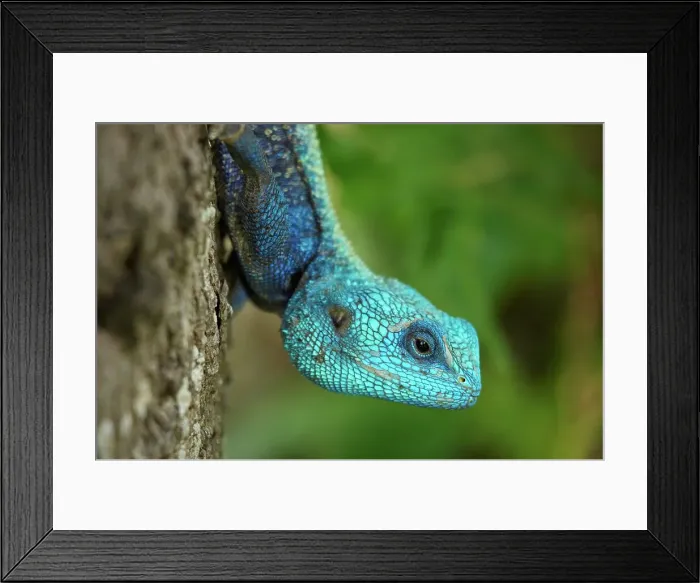 Framed Print : Tree Agama (Acanthoceros atricollis) Framed Print : Tree Agama (Acanthoceros atricollis)