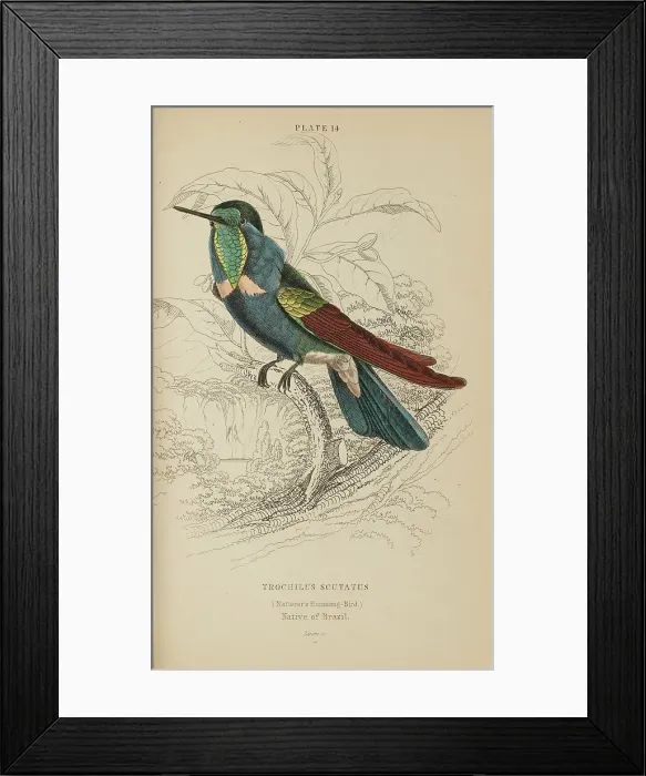 Framed Print : 1835 Antique Art Biology Bird Birds Classification Framed Print : 1835 Antique Art Biology Bird Birds Classification