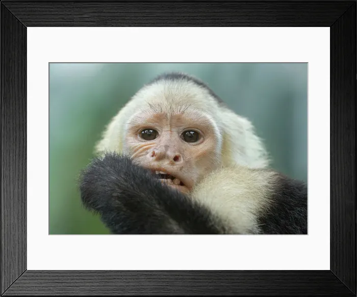 Framed Print : Capuchin Monkey Framed Print : Capuchin Monkey