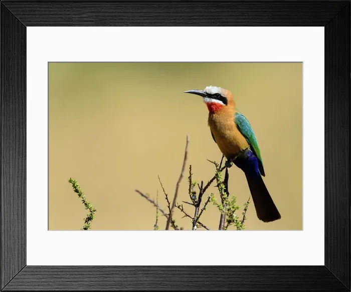 Framed Print : White-fronted Bee-eater (Merops bullockoides)