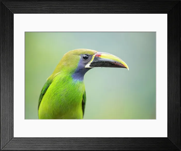 Framed Print : Emerald Toucanet Framed Print : Emerald Toucanet