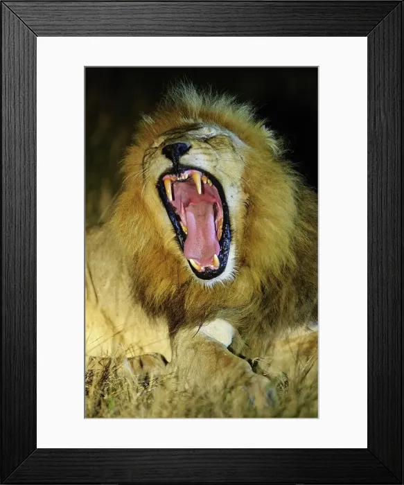 Framed Print : Lion (Panthera leo) yawning at night