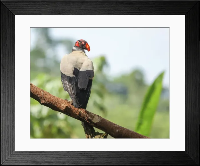 Framed Print : King Vulture Framed Print : King Vulture