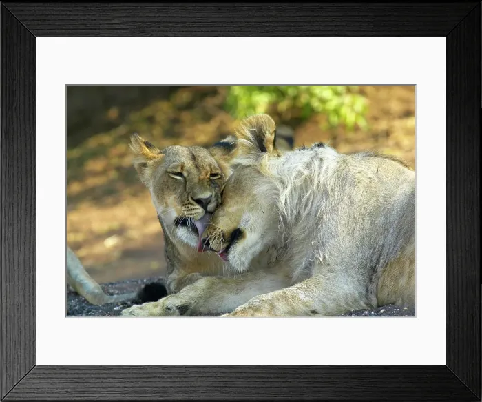 Framed Print : Lions (Panthera leo) grooming each other Framed Print : Lions (Panthera leo) grooming each other