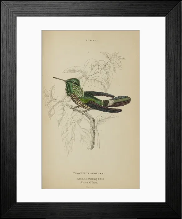 Framed Print : 1835 Antique Art Biology Bird Birds Classification Framed Print : 1835 Antique Art Biology Bird Birds Classification
