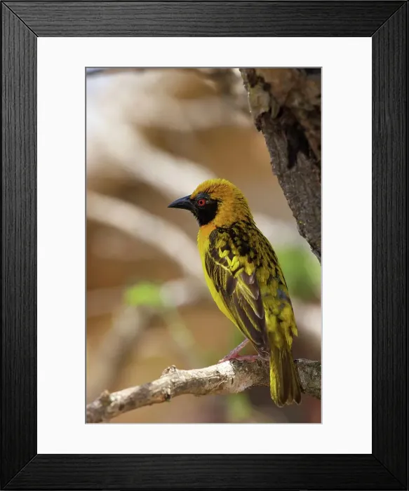 Framed Print : Spottedbacked Weaver (Ploceus cucullatus) Framed Print : Spottedbacked Weaver (Ploceus cucullatus)