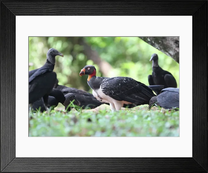 Framed Print : King Vulture Framed Print : King Vulture