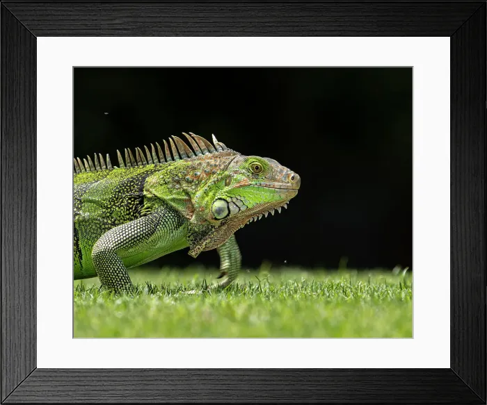 Framed Print : Green Iguana Framed Print : Green Iguana