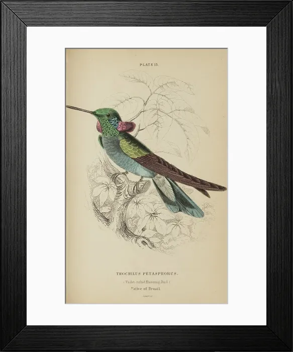Framed Print : 1835 Antique Art Biology Bird Birds Classification Framed Print : 1835 Antique Art Biology Bird Birds Classification