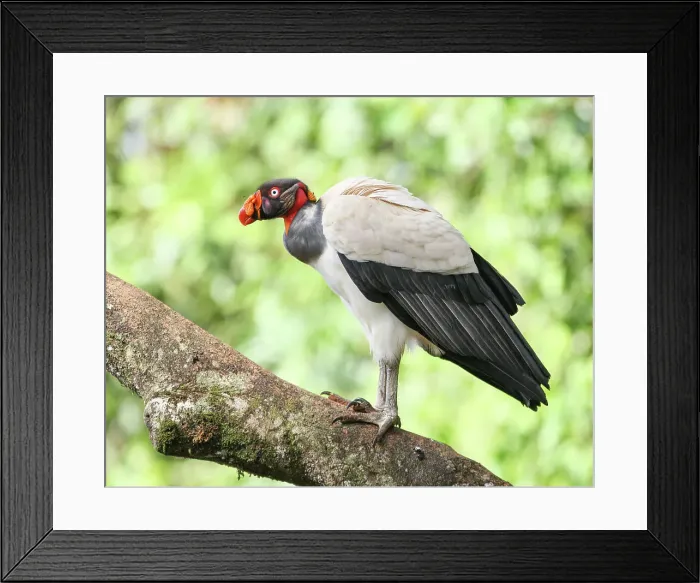 Framed Print : King Vulture Framed Print : King Vulture