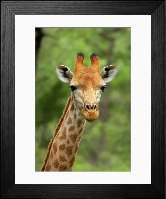 Framed Print : Giraffe (Giraffa camelopardalis)