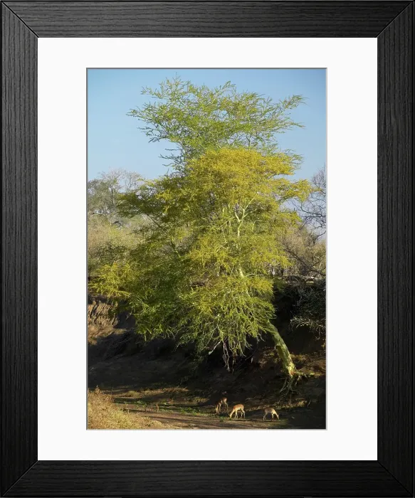 Framed Print : Fever Tree (Acacia Xanthophloea) with Impala (Aepyceros melampus melampus) grazing beneath it Framed Print : Fever Tree (Acacia Xanthophloea) with Impala (Aepyceros melampus melampus) grazing beneath it