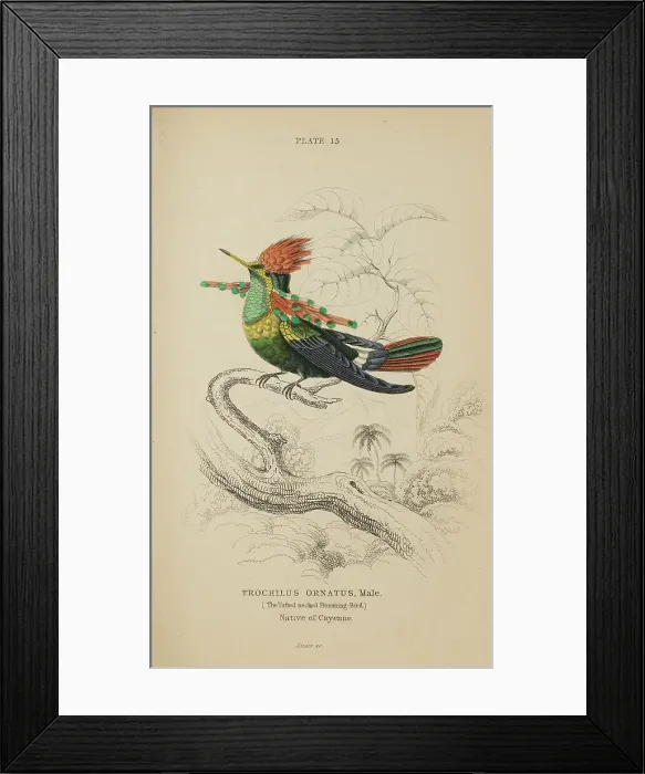 Framed Print : 1835 Antique Art Biology Bird Birds Classification Framed Print : 1835 Antique Art Biology Bird Birds Classification