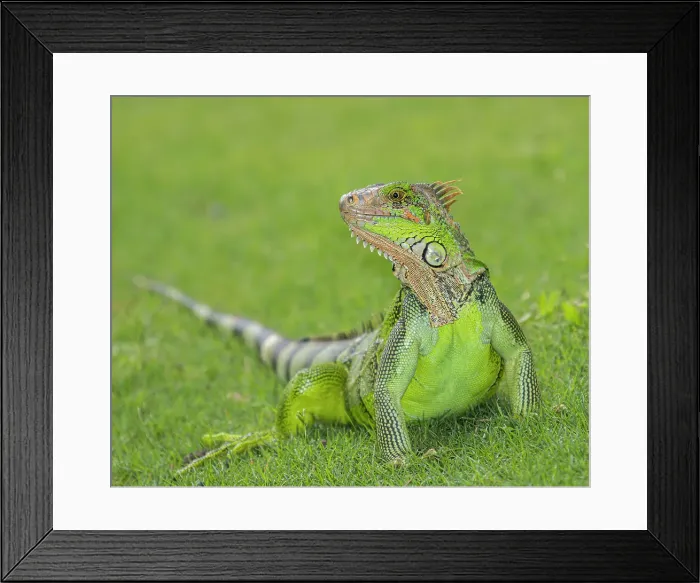 Framed Print : Green Iguana Framed Print : Green Iguana