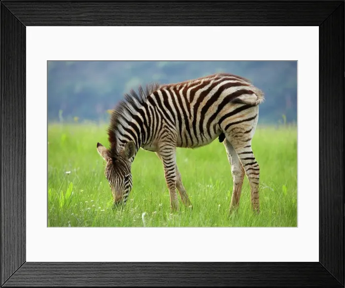Framed Print : Burchell's Zebra (Equus burchelli) Framed Print : Burchell's Zebra (Equus burchelli)