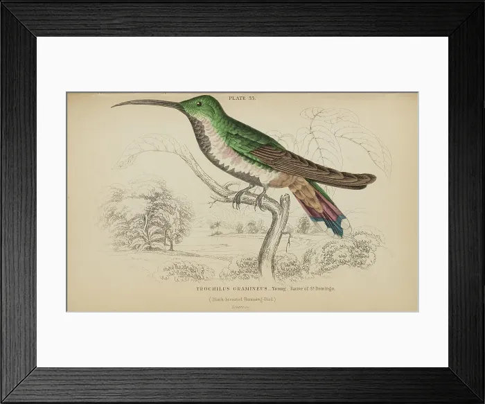 Framed Print : 1835 Antique Art Biology Bird Birds Classification