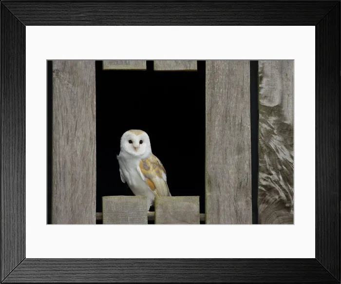 Framed Print : Barn owl (Tyto alba) perching on a plank Framed Print : Barn owl (Tyto alba) perching on a plank
