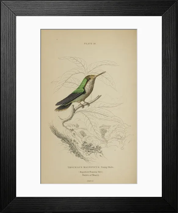 Framed Print : 1835 Antique Art Biology Bird Birds Classification Framed Print : 1835 Antique Art Biology Bird Birds Classification