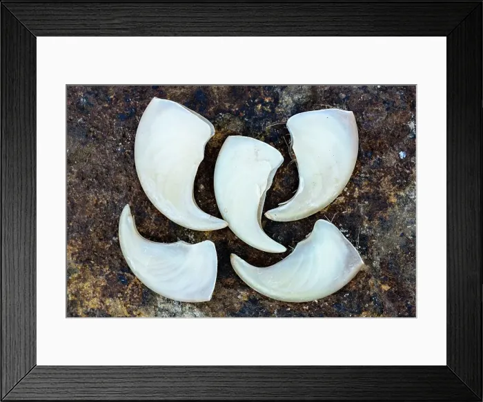 Framed Print : Lion (Panthera leo) claws. Madikwe Game Reserve
