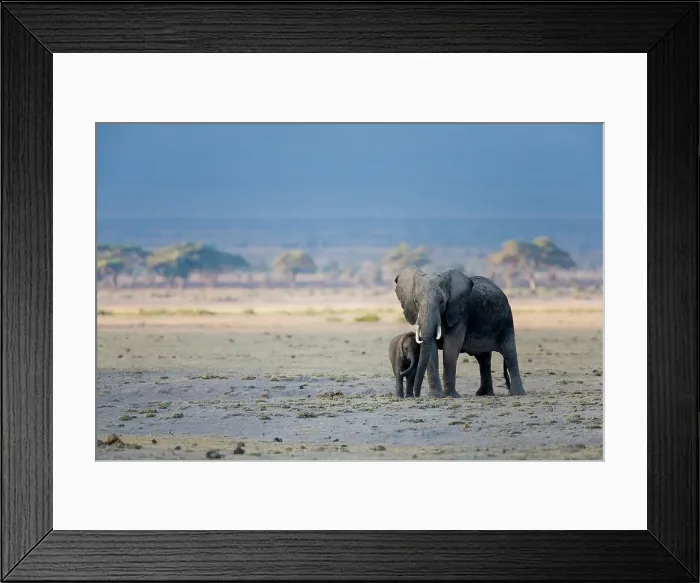 Framed Print : African elephant with its calf (Loxodonta africana) Framed Print : African elephant with its calf (Loxodonta africana)