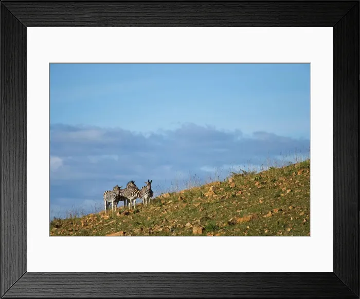 Framed Print : Burchell's Zebra Equus Burchellii} Framed Print : Burchell's Zebra Equus Burchellii}