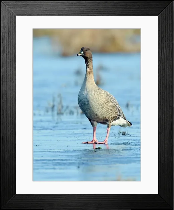 Framed Print : United Kingdom, England, Norfolk Framed Print : United Kingdom, England, Norfolk