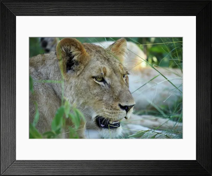Framed Print : Lioness (Panthera leo). MalaMala Game Reserve Framed Print : Lioness (Panthera leo). MalaMala Game Reserve