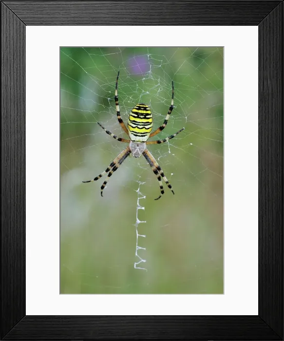 Framed Print : United Kingdom, England, Norfolk