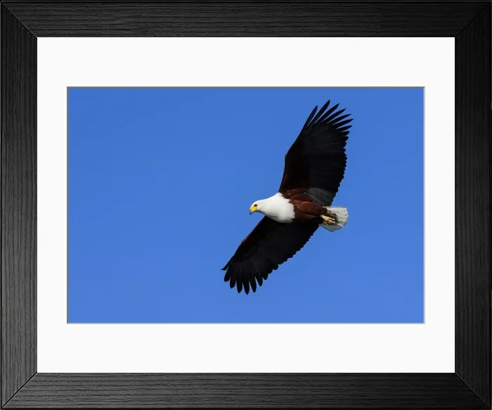 Framed Print : African Fish Eagle (Haliaeetus vocifer) catching a fish Framed Print : African Fish Eagle (Haliaeetus vocifer) catching a fish