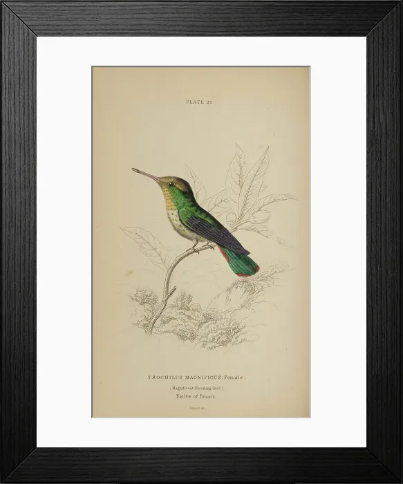 Framed Print : 1835 Antique Art Biology Bird Birds Classification