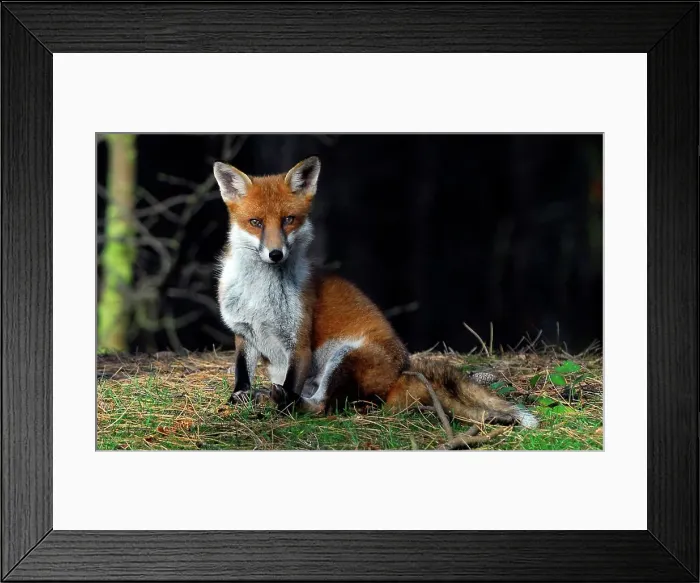 Framed Print : United Kingdom, England, Formby Framed Print : United Kingdom, England, Formby