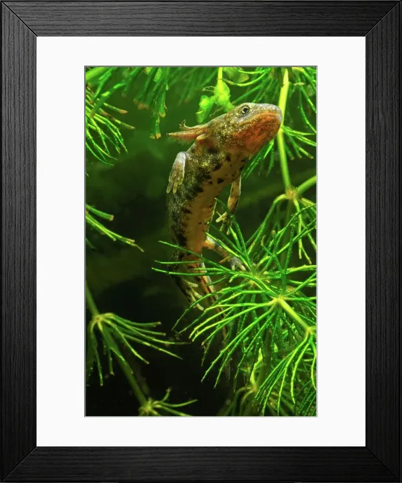 Framed Print : United Kingdom, England, Norfolk Framed Print : United Kingdom, England, Norfolk