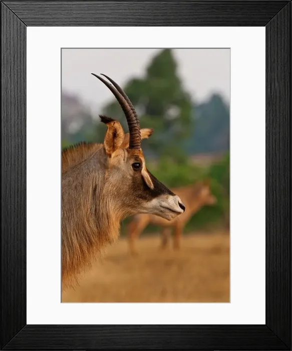 Framed Print : Roan Antelope (Hippotragus equinus) Framed Print : Roan Antelope (Hippotragus equinus)