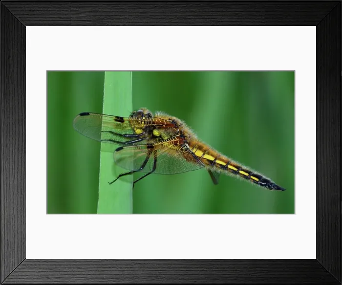 Framed Print : Four spotted Chaser Dragonfly Framed Print : Four spotted Chaser Dragonfly