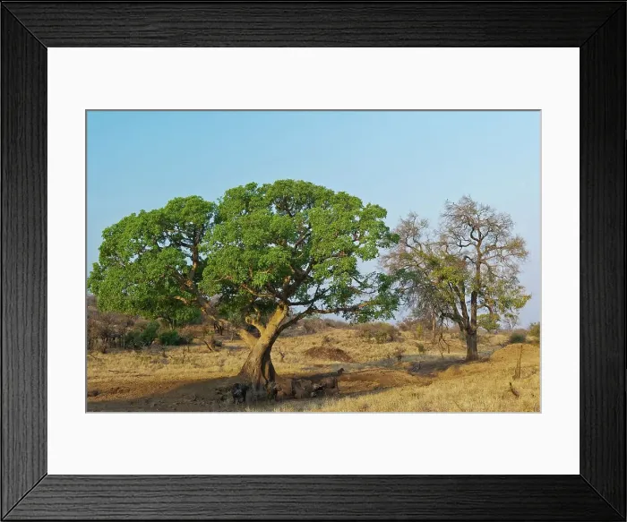 Framed Print : African buffalo, affalo or Cape buffalo (Syncerus caffer) under a ficus (Fig) tree Framed Print : African buffalo, affalo or Cape buffalo (Syncerus caffer) under a ficus (Fig) tree