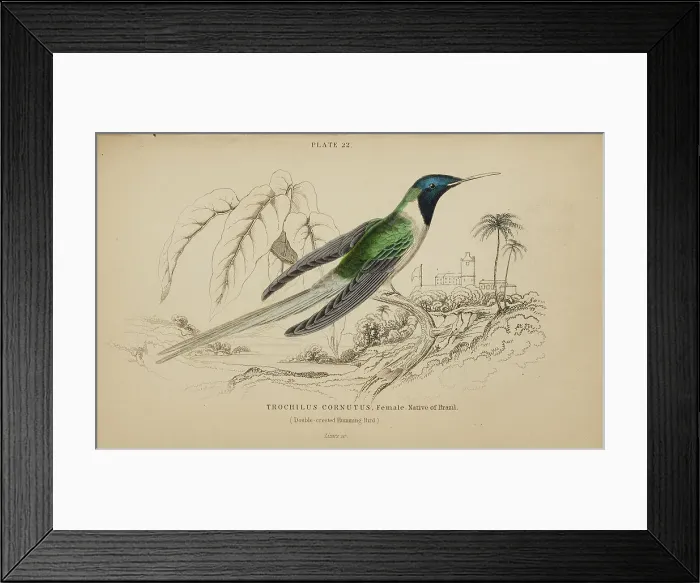 Framed Print : 1835 Antique Art Biology Bird Birds Classification